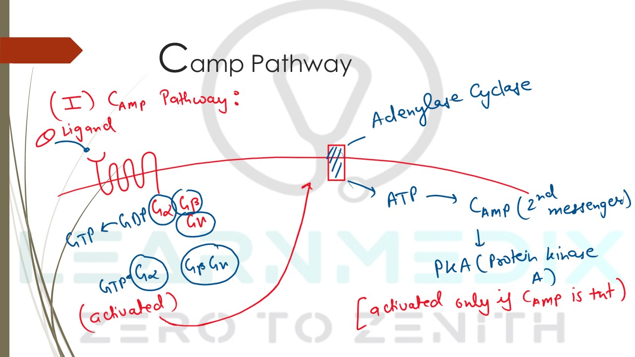 pharmacodynamics : camp and ip3/dag pathways pharmacodynamics : camp and ip3/dag pathways